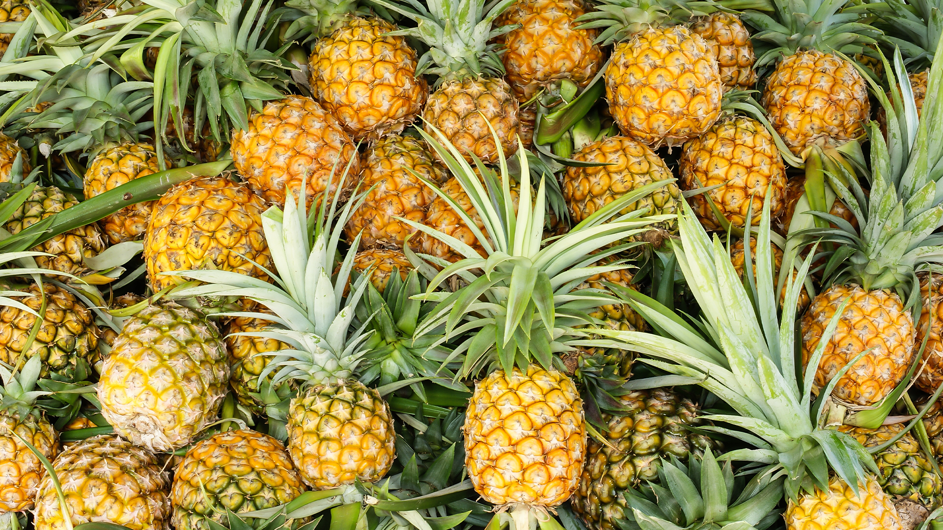 Pile of fresh pineapples
